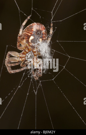 Orb-weaver spider (larinioides cornutus) Foto Stock