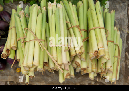 La citronella fasci in Luang Prabang al mattino presto sul mercato alimentare Laos Foto Stock