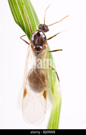 Nero Garden ant ((Lasius niger) Foto Stock