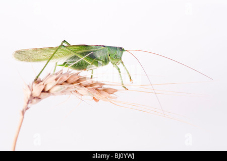 Grande macchia verde cricket (Tettigonia viridissima) Foto Stock