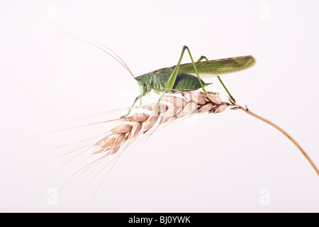 Grande macchia verde cricket (Tettigonia viridissima) Foto Stock