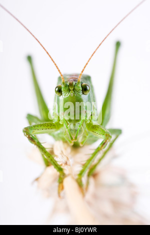 Grande macchia verde cricket (Tettigonia viridissima) Foto Stock