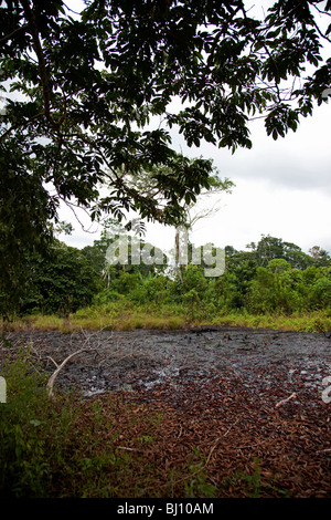 Rifiuti di olio di box e tubi in Amazzonia ecuadoriana creato da Texaco olio hanno presumibilmente contaminati a Rhode Island area dimensione. Foto Stock