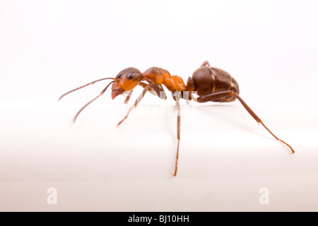 Legno formica (Formica rufa) un una piastra Foto Stock