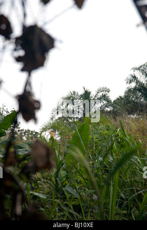 Rifiuti di olio di box e tubi in Amazzonia ecuadoriana creato da Texaco olio hanno presumibilmente contaminati a Rhode Island area dimensione. Foto Stock