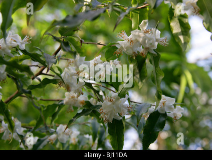 Camellia, Camelia tsaii, Theaceae, Cina Foto Stock