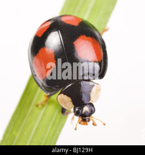Due macchie lady beetle (Adalia bipunctata) versione scuro Foto Stock