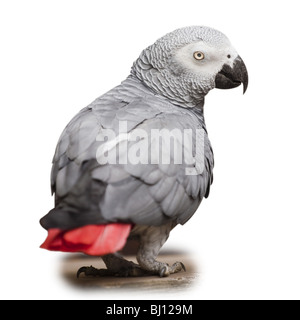 (Africa) pappagallo grigio [Psittacus erithacus] Foto Stock