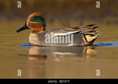 Un adulto maschio sopra i comuni di svernamento o Eurasian Teal nuoto Foto Stock