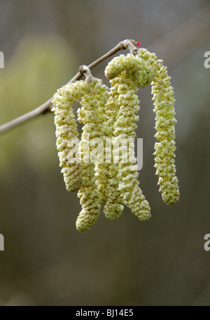 Comune di nocciolo amenti, Corylus avellana, Betulaceae. Amenti maschio con femmina rossa fiore. Foto Stock