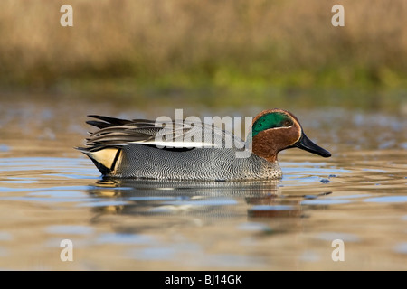 Un adulto maschio sopra i comuni di svernamento o Eurasian Teal nuoto Foto Stock