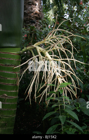 Isola Norfolk Palm, Norfolk Palm, Rhopalostylis baueri, Arecaceae (Palmae), l'isola Norfolk (Australia sudorientale Foto Stock
