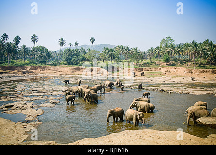 Gli elefanti di bere da un fiume Foto Stock