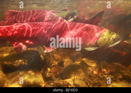 Immagine subacquea di Salmone Sockeye tornando a spawn, Babine Lake, British Columbia Foto Stock