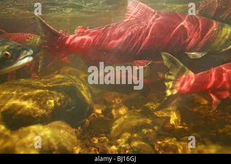 Immagine subacquea di Salmone Sockeye tornando a spawn, Babine Lake, British Columbia Foto Stock