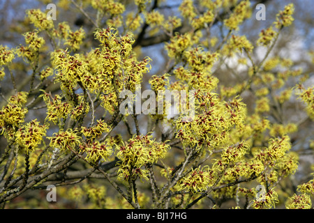 Hybrid Amamelide, Hamamelis intermedia, Hamamelidaceae Foto Stock