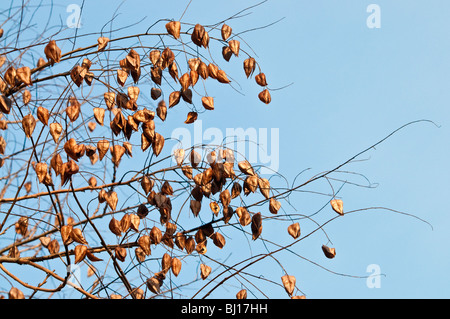 Goldenrain ornamentali albero / Koelreuteria paniculata 'orgoglio dell' India - Indre-et-Loire, Francia. Foto Stock