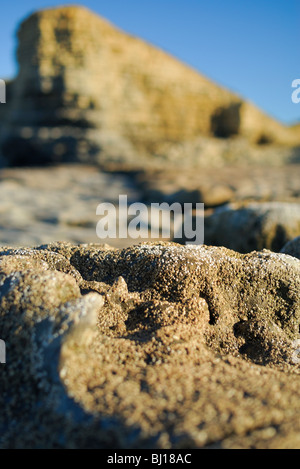 Close up cirripedi sulle rocce a Nash punto nel Galles del Sud con il calcare e scogliere Mudstone de-focalizzato in background. Foto Stock