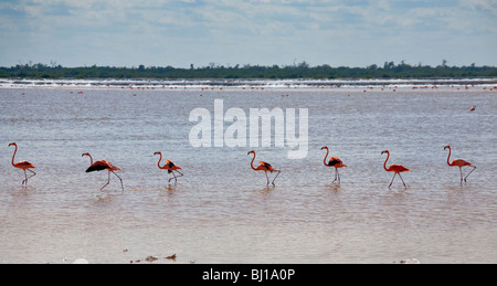 Una fila di piedi fenicotteri arancione nel Rio Lagardos. Una fila di sette fenicotteri maturo si prepara a prendere il volo Foto Stock