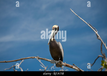 Una matura brown pelican nel Rio Lagardos riserva. Un pellicano bruno siede sopra il Rio la scansione del acqua per la preda. Foto Stock