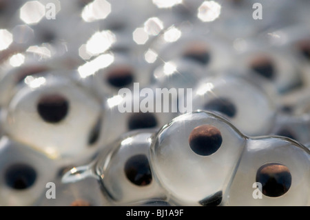 Frog spawn ritratto Foto Stock