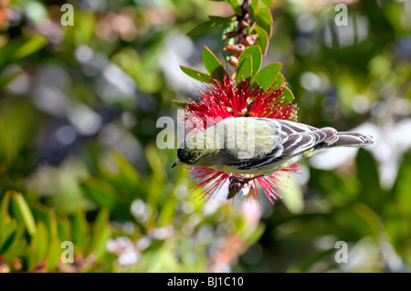 Dorfinch minore (Spinus psaltria) che si nutre di un fiore rosso brillante di un pennello, mostrando piumaggio giallo oliva e ali striate nere alla luce del sole Foto Stock