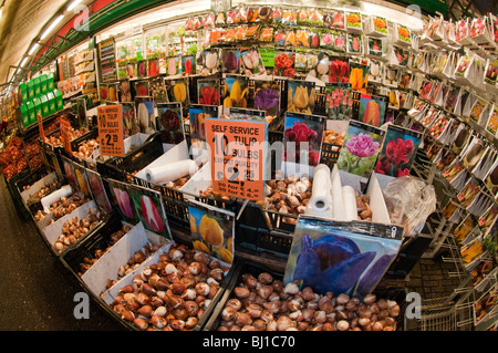 Fiori, tulipani e bulbi sulla vendita di notte nel mercato dei fiori (Bloemenmarkt) mercato galleggiante, Amsterdam Foto Stock