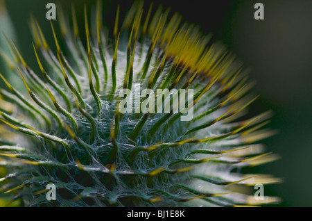 Spear Thistle (Cirsium vulgare), circa a fiore. Acqua di Leith, Edimburgo, Scozia Foto Stock