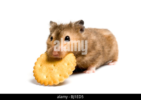 Fame mangiare criceto cookie. Su sfondo bianco isolato. Foto Stock