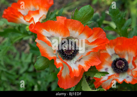 Oriental papavero (Papaver Orientale) cresce in un giardino inglese Foto Stock
