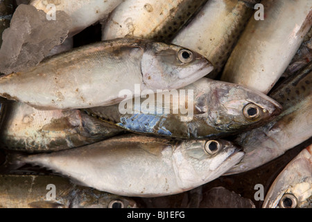India Kerala, Kochi, Fort Cochin, Mattina mercato del pesce, la casella del pesce appena pescato per la vendita Foto Stock