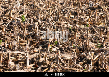 Farmland rifiuti dopo la mietitura del mais / mais dolce - Indre-et-Loire, Francia. Foto Stock