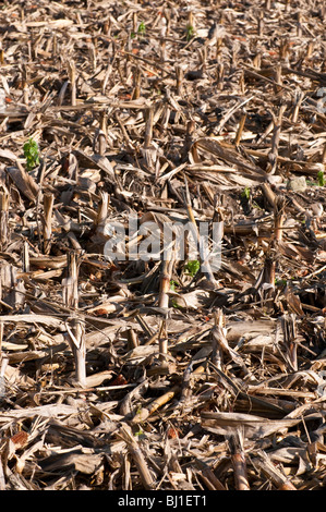 Farmland rifiuti dopo la mietitura del mais / mais dolce - Indre-et-Loire, Francia. Foto Stock