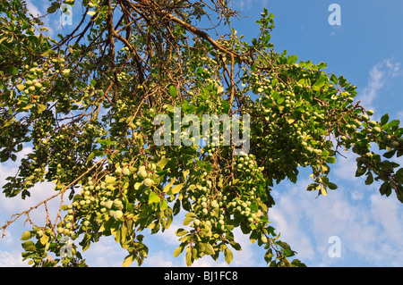 Molto carico prugna a rami di alberi - sud-Touraine, Francia. Foto Stock