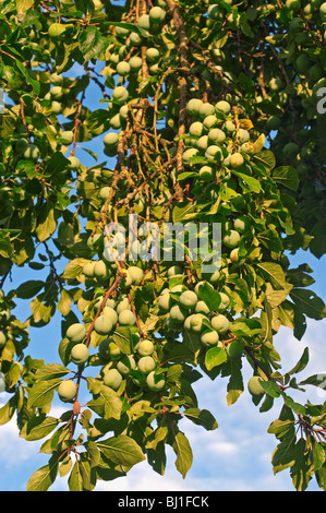 Molto carico prugna a rami di alberi - sud-Touraine, Francia. Foto Stock