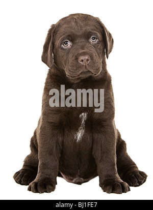 Inquadratura di un cioccolato Chunky Labrador cucciolo Foto Stock