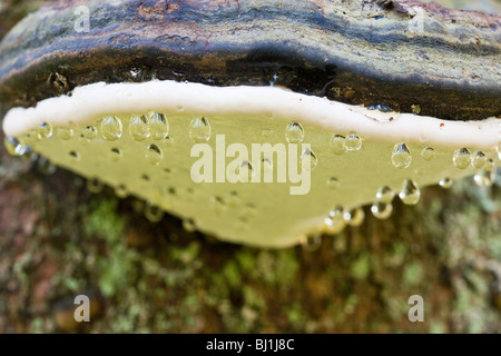 I funghi che crescono su un tronco di albero con gocce di rugiada. Foto Stock