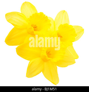 Blooming Yellow Daffodils contro ritaglio bianco di sfondo per studio Foto Stock