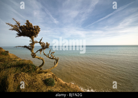 Spazzate dal vento arbusto ad albero sulla scogliera vicino a Hastings, Sussex, Regno Unito Foto Stock