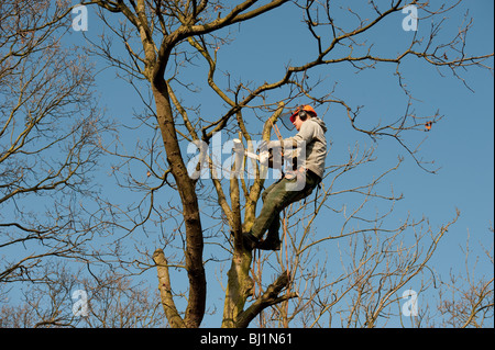 Opere Arborist alla sommità di un albero di quercia per il suo taglio per rimuovere rami morti e generare una nuova crescita. Foto Stock