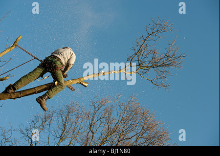 Opere Arborist alla sommità di un albero di quercia per il suo taglio per rimuovere rami morti e generare una nuova crescita. Foto Stock