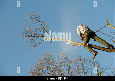 Opere Arborist alla sommità di un albero di quercia per il suo taglio per rimuovere rami morti e generare una nuova crescita. Foto Stock