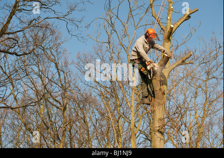 Opere Arborist alla sommità di un albero di quercia per il suo taglio per rimuovere rami morti e generare una nuova crescita. Foto Stock