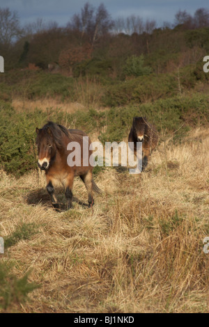 Exmoor pony su Daisy Hill Foto Stock