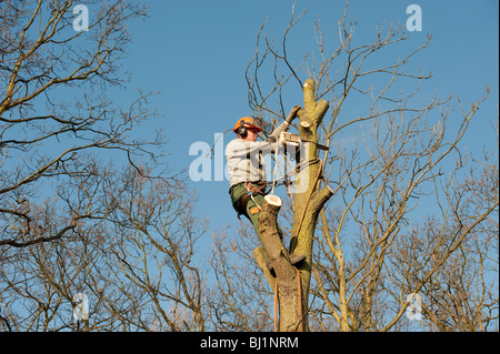 Opere Arborist alla sommità di un albero di quercia per il suo taglio per rimuovere rami morti e generare una nuova crescita. Foto Stock