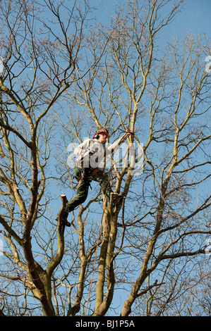 Opere Arborist alla sommità di un albero di quercia per il suo taglio per rimuovere rami morti e generare una nuova crescita. Foto Stock