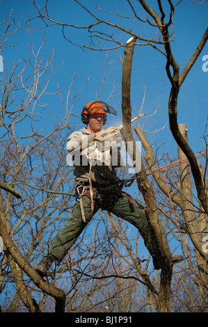 Opere Arborist alla sommità di un albero di quercia per il suo taglio per rimuovere rami morti e generare una nuova crescita. Foto Stock