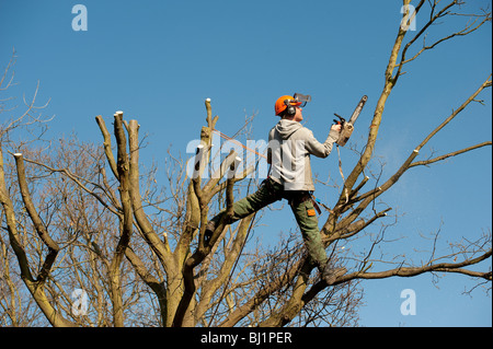 Opere Arborist alla sommità di un albero di quercia per il suo taglio per rimuovere rami morti e generare una nuova crescita. Foto Stock