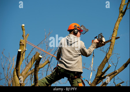 Opere Arborist alla sommità di un albero di quercia per il suo taglio per rimuovere rami morti e generare una nuova crescita. Foto Stock