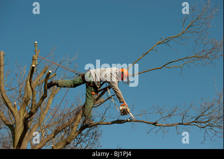 Opere Arborist alla sommità di un albero di quercia per il suo taglio per rimuovere rami morti e generare una nuova crescita. Foto Stock